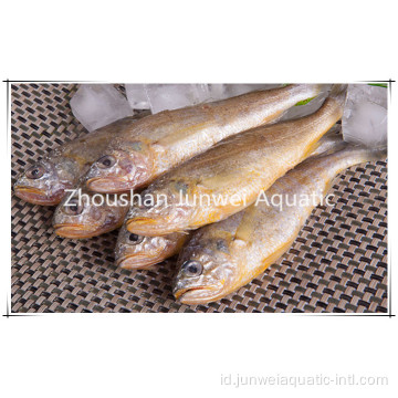 croaker kuning beku segar untuk dijual